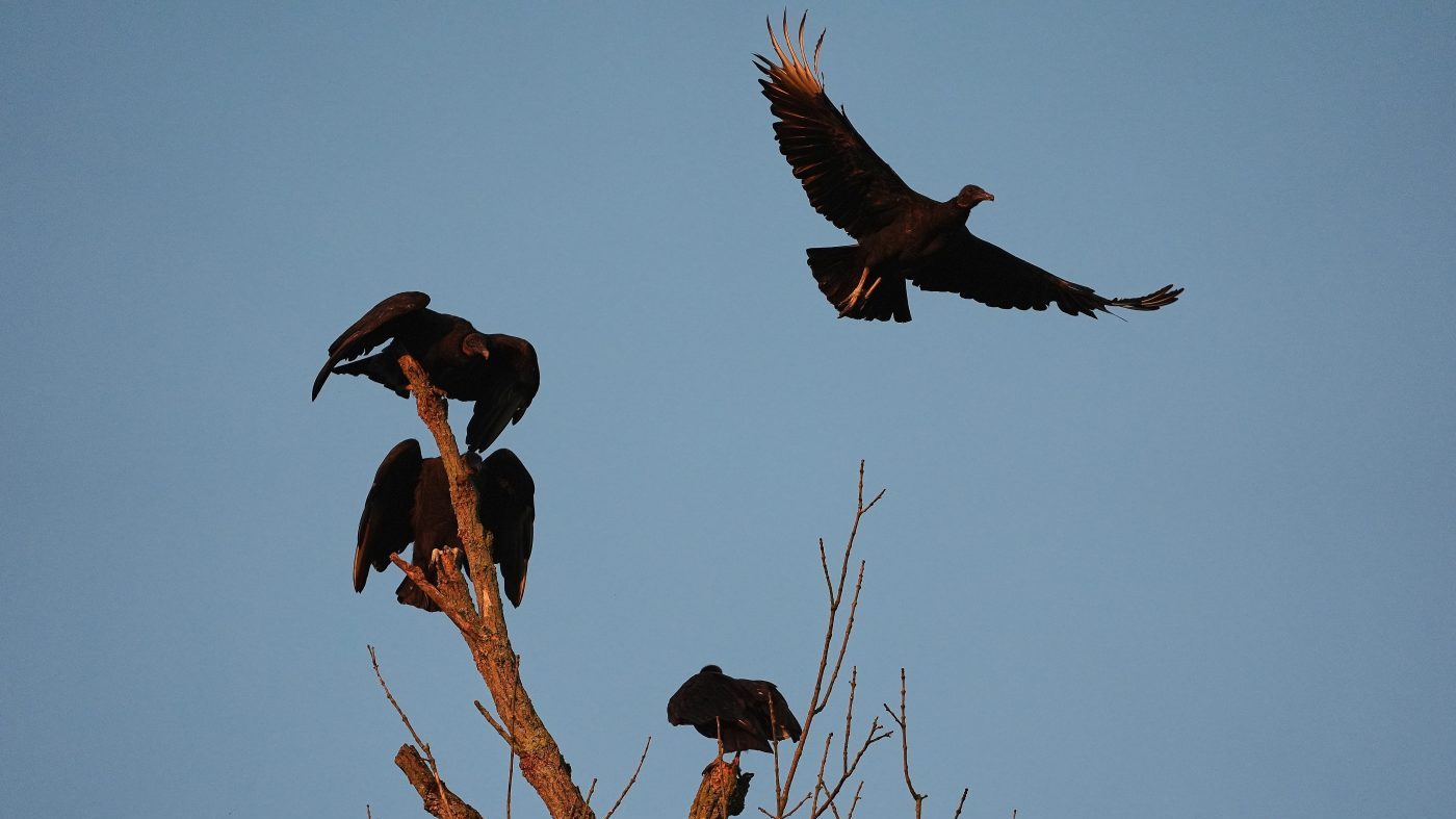 33 Dead Vultures Illegally Dumped in Great Smoky Mountains; Federal Probe Launched