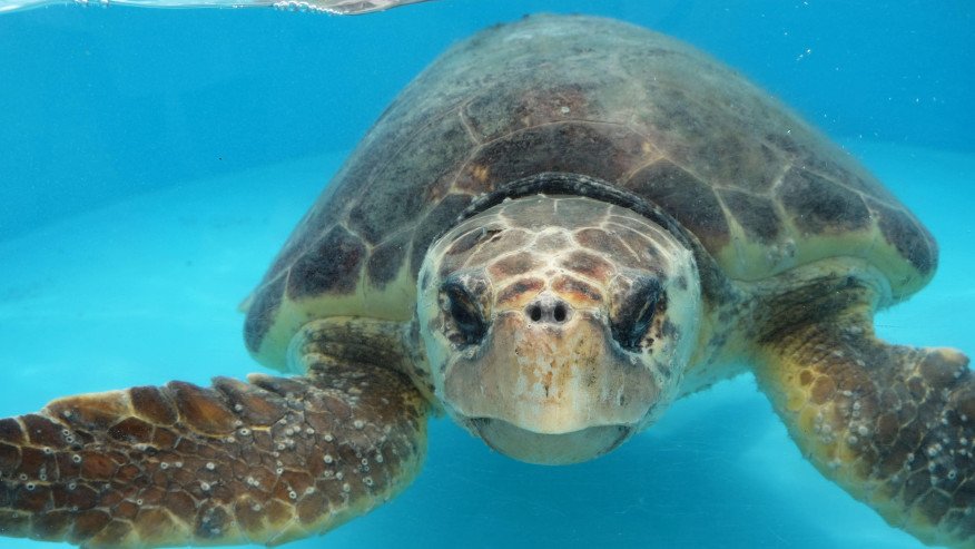 Beijing Alleges Foreign Spies Use Marine Animals for Ocean Espionage