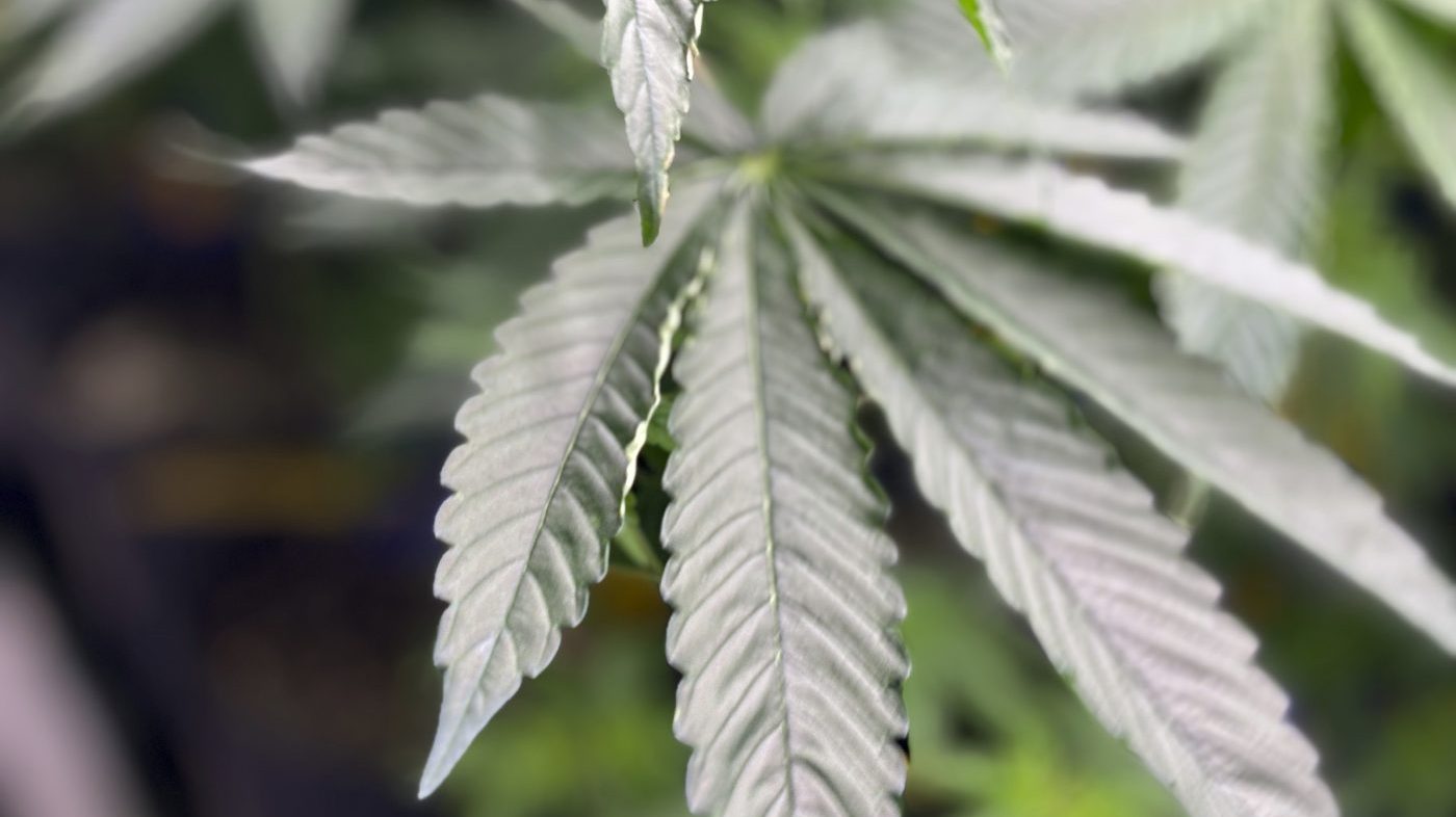 Blanche Reclassifies Medical Marijuana, Easing Federal Restrictions on State-Licensed Dispensaries