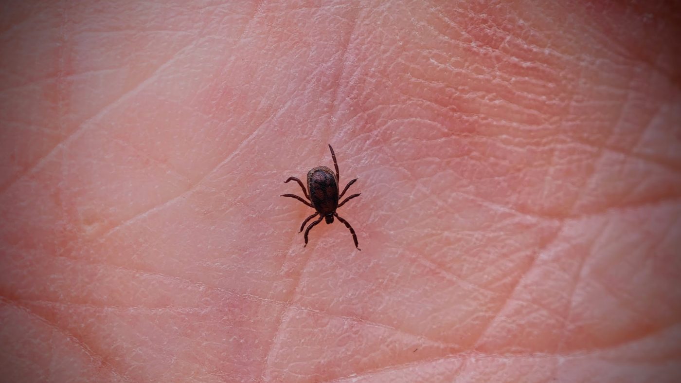 CDC Reports Decade-High Emergency Room Visits for Tick Bites as Season Begins