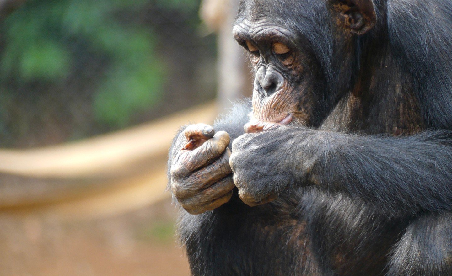 Chimpanzee Civil War in Uganda Reveals Evolutionary Roots of Human Conflict