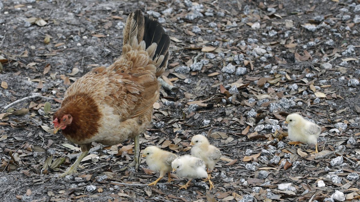 Drug-Resistant Salmonella Outbreak Linked to Backyard Poultry Sickens 34, CDC Reports