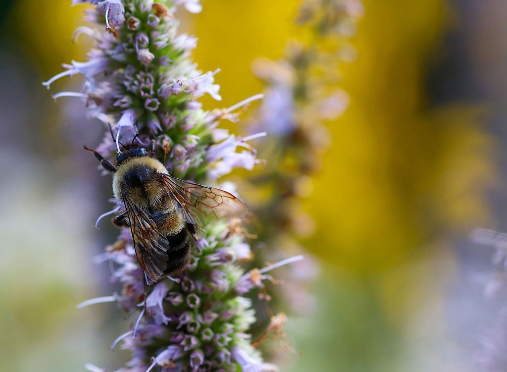 Feds Designate 1.5 Million Acres Across Six States to Protect Endangered Rusty Patched Bumblebee