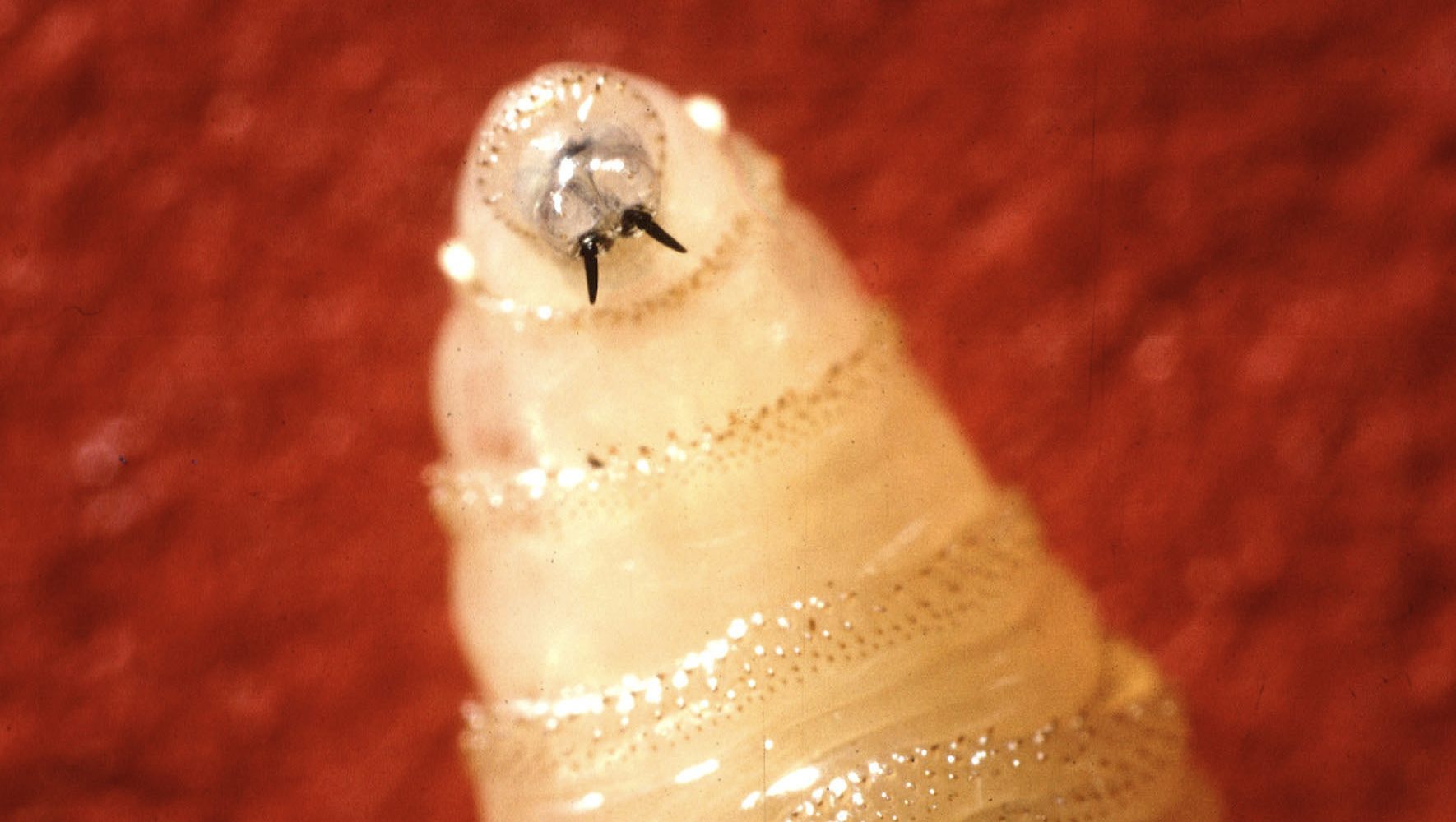 Flesh-Eating Screwworm Found in Texas Cattle, USDA and State Officials Clash Over Response
