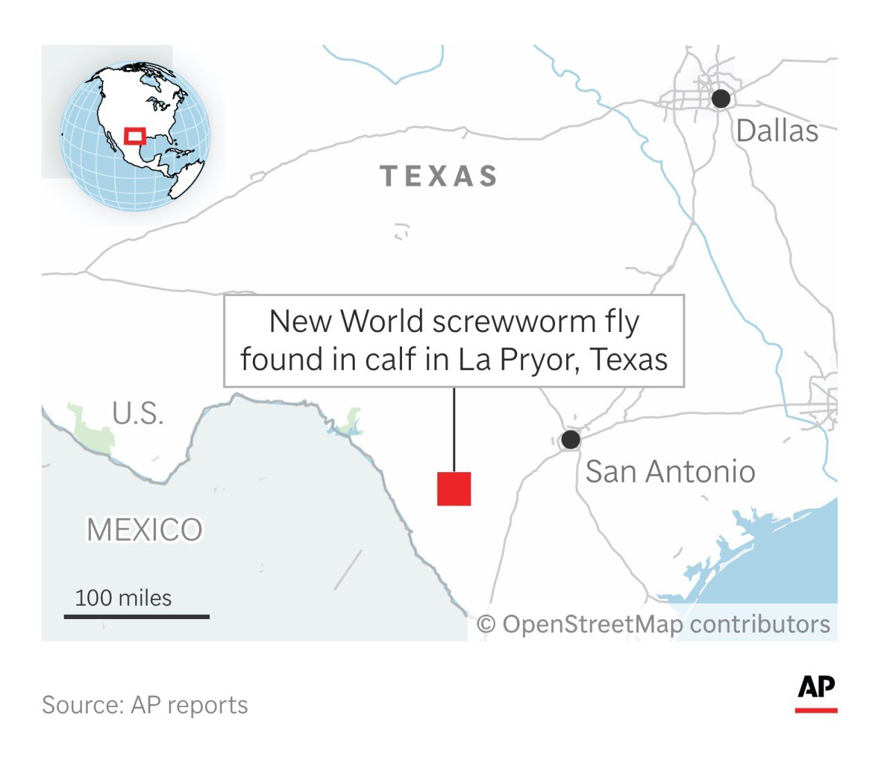 Flesh-Eating Screwworm Returns to Texas Cattle After 60 Years, Quarantine Imposed