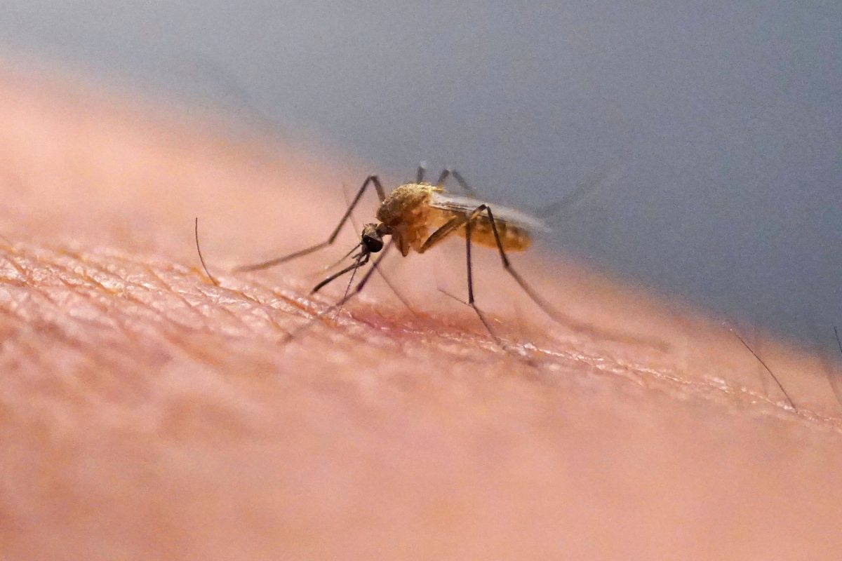 Google Seeks EPA Approval to Release 32 Million Sterile Mosquitoes in CA and FL