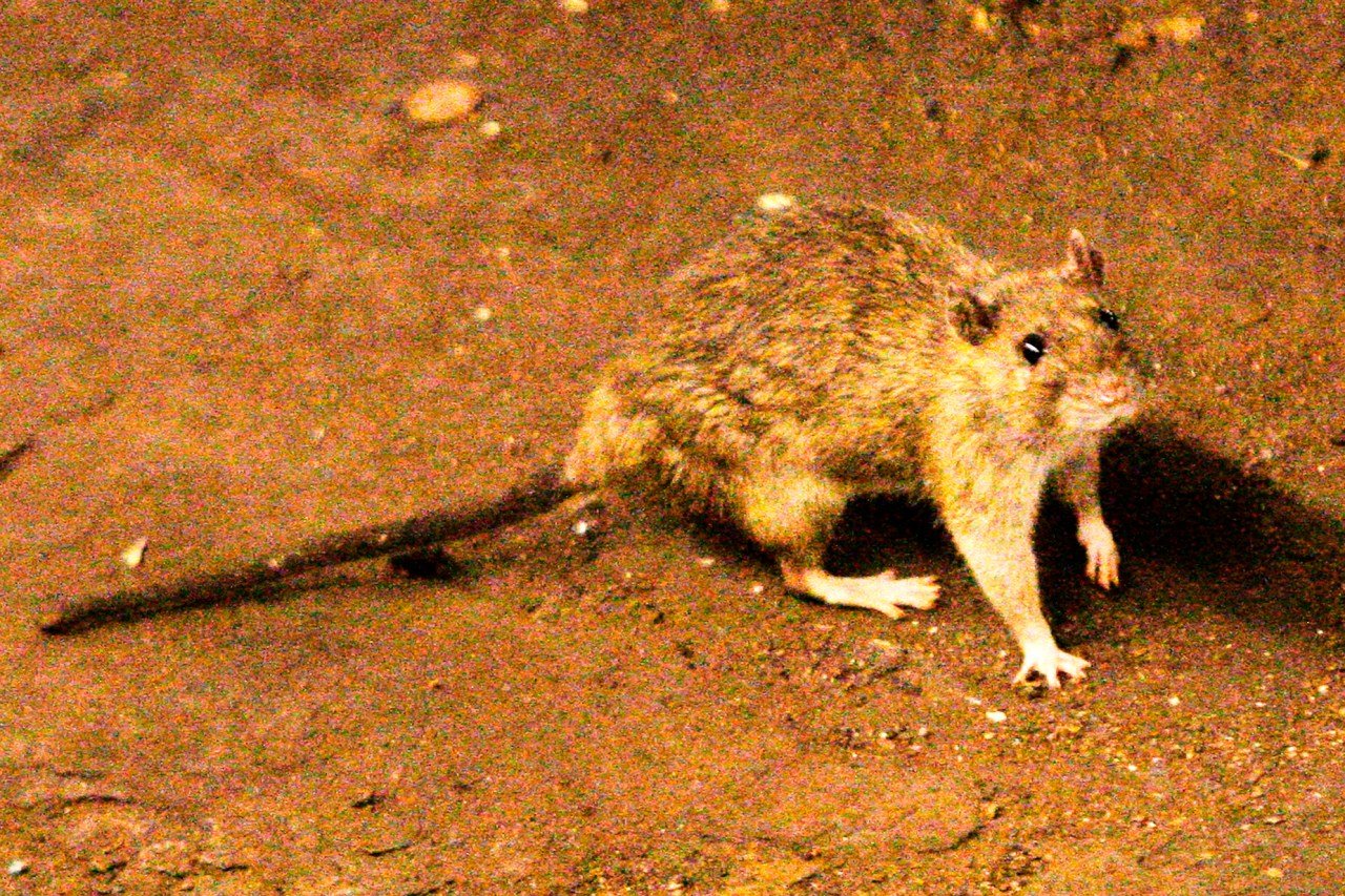 Hantavirus Outbreak on Atlantic Cruise Ship Claims Three Lives
