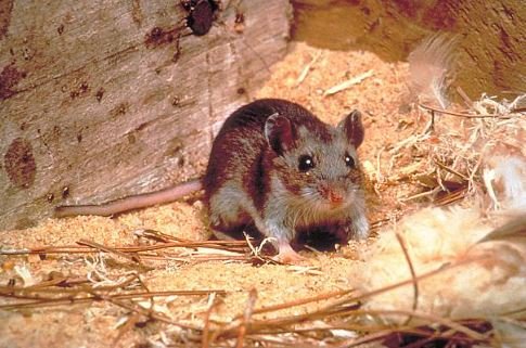 Hantavirus Outbreak on Cruise Ship Off West Africa Confirmed by WHO