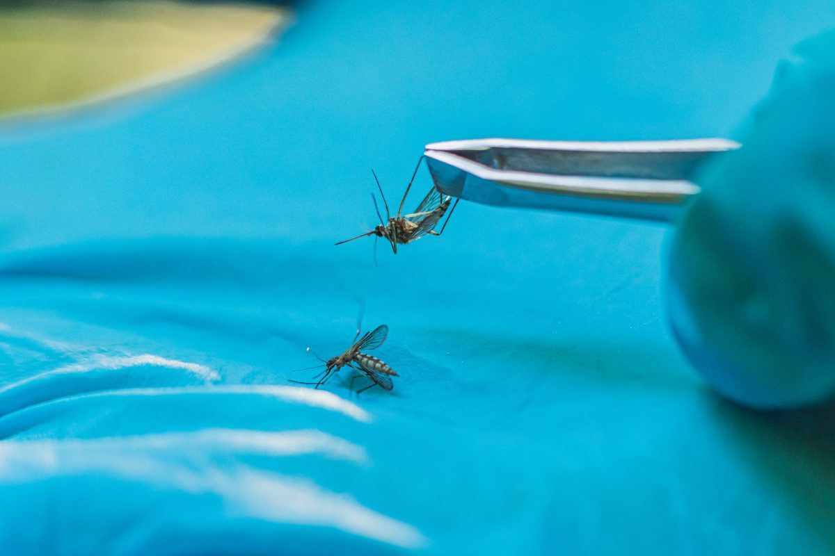Hillsborough County declares emergency as dengue cases hit 170