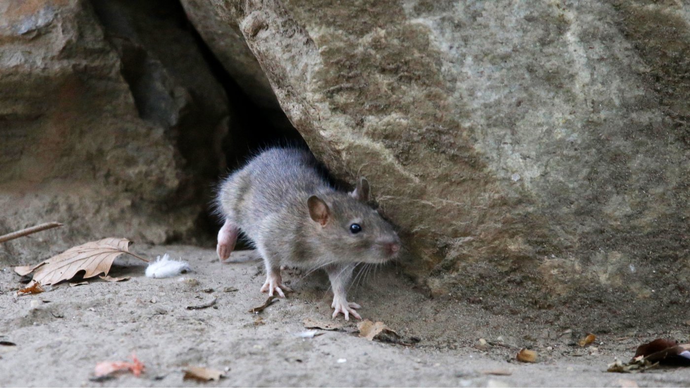 Idaho Lawmaker Pushes 'Rat Bill' as Boise Rodent Infestation Worsens