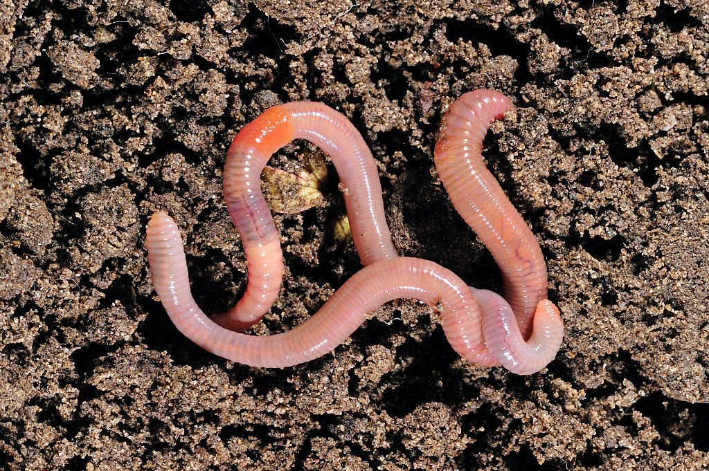 Invasive Earthworms: The Hidden Threat in Northern US Gardens