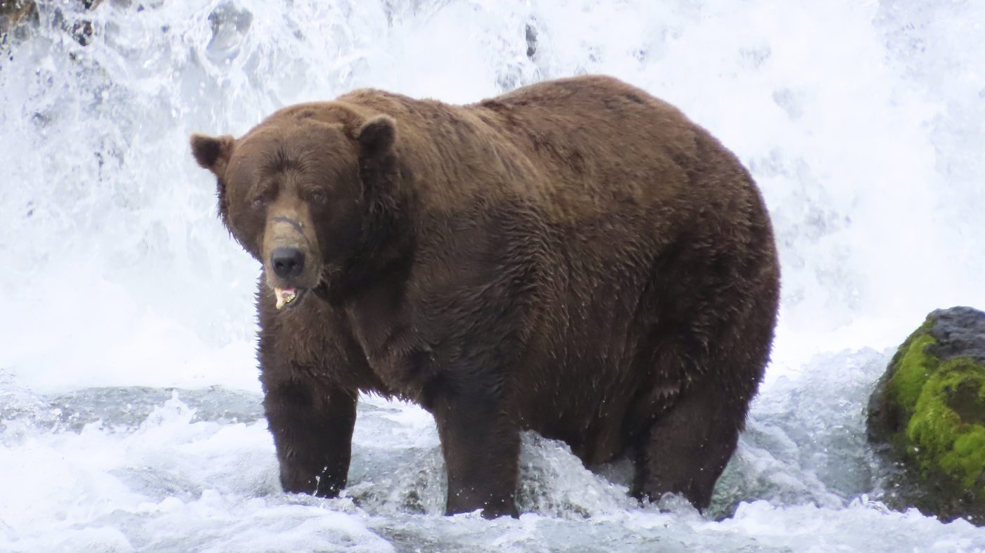 Katmai's Fat Bear Week 2026 opens voting Tuesday