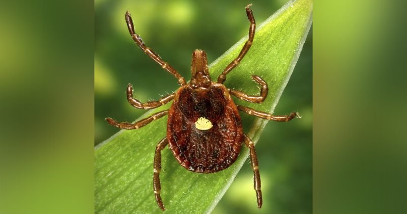 Lone Star Tick Expands Northward, Spreading Meat Allergy and Rare Virus