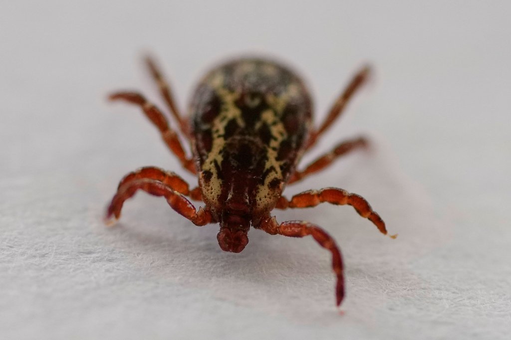 Lyme Disease Surge Predicted as Tick Bite ER Visits Hit Record Highs