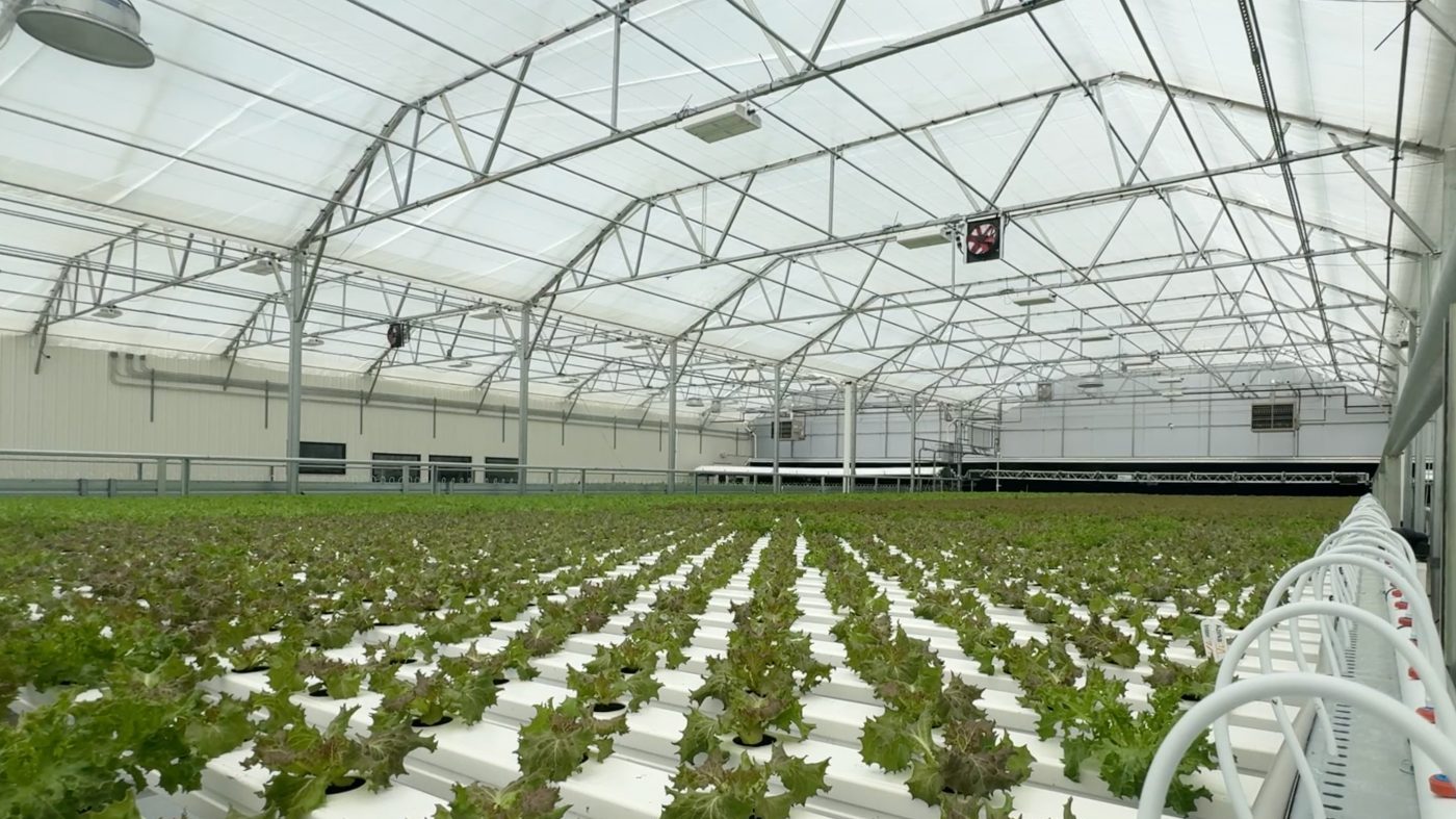 Michigan Cyclospora Outbreak Claims Two Lives Amid Nationwide Surge
