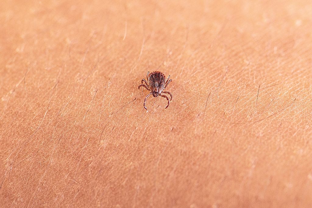 New Tick-Borne Virus Found in Invasive Asian Longhorned Tick Spreading Across US