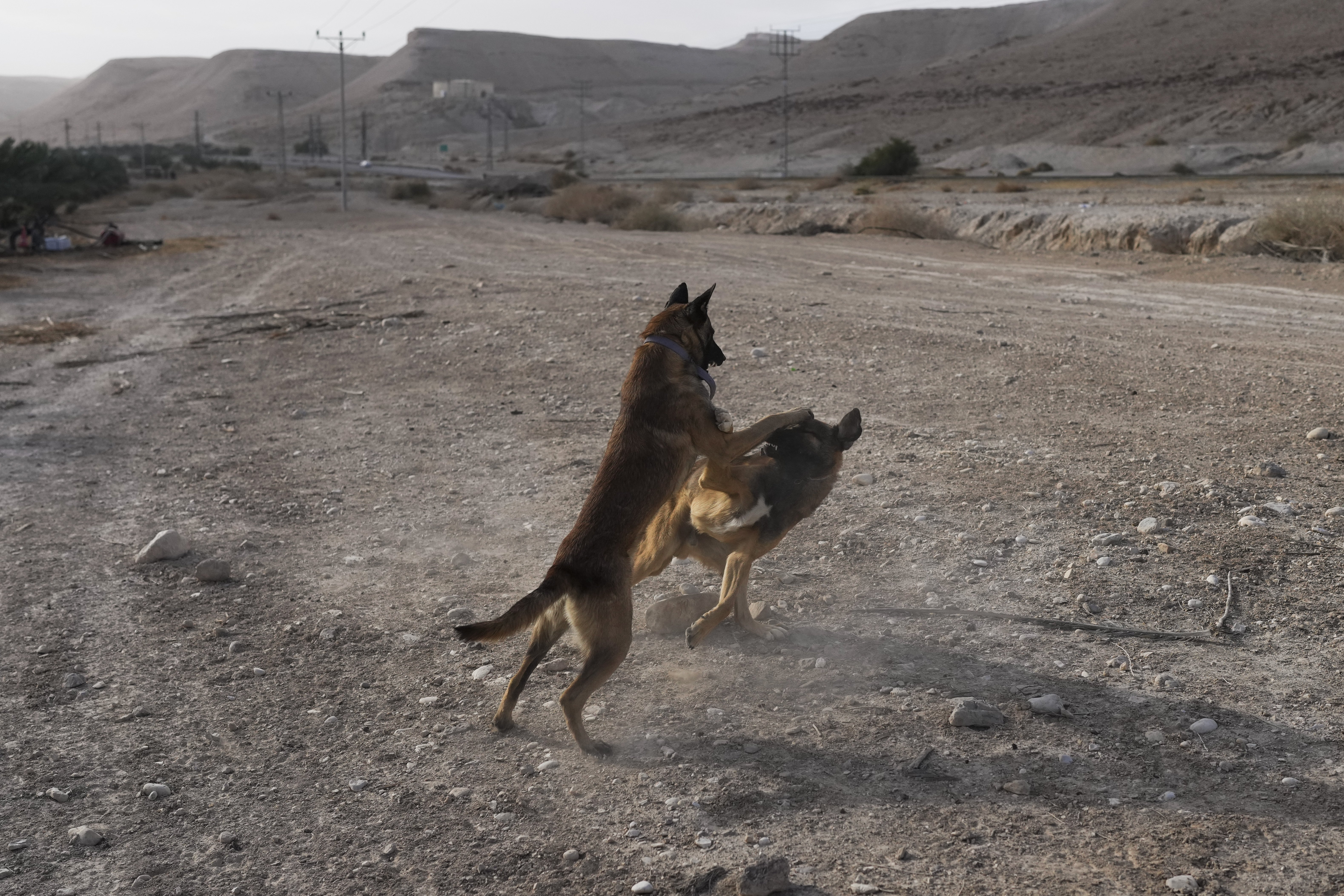 NYT Columnist Peddles Unsubstantiated Dog Rape Allegation Against Israel