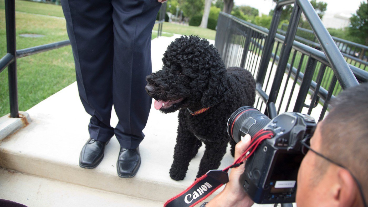 Obama family mourns death of beloved dog Sunny after 13 years