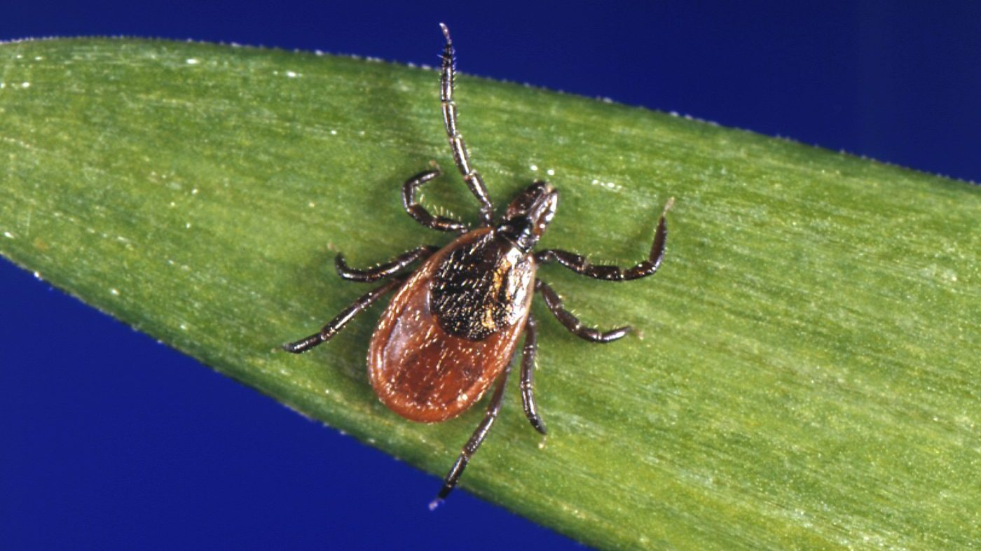 Pfizer, Valneva Report 70% Efficacy for Lyme Disease Vaccine in Phase 3 Trial