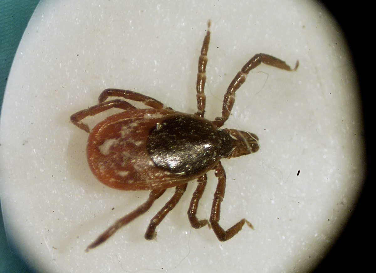 Rare Lyme Strain B. mayonii Confirmed in New York, Expanding Beyond Upper Midwest