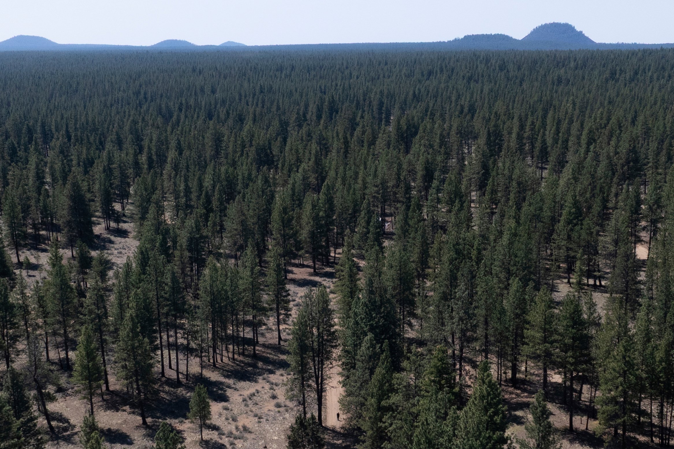Rollins' Plan to Gut Forest Service Draws Bipartisan Backlash, Threatens Public Trust