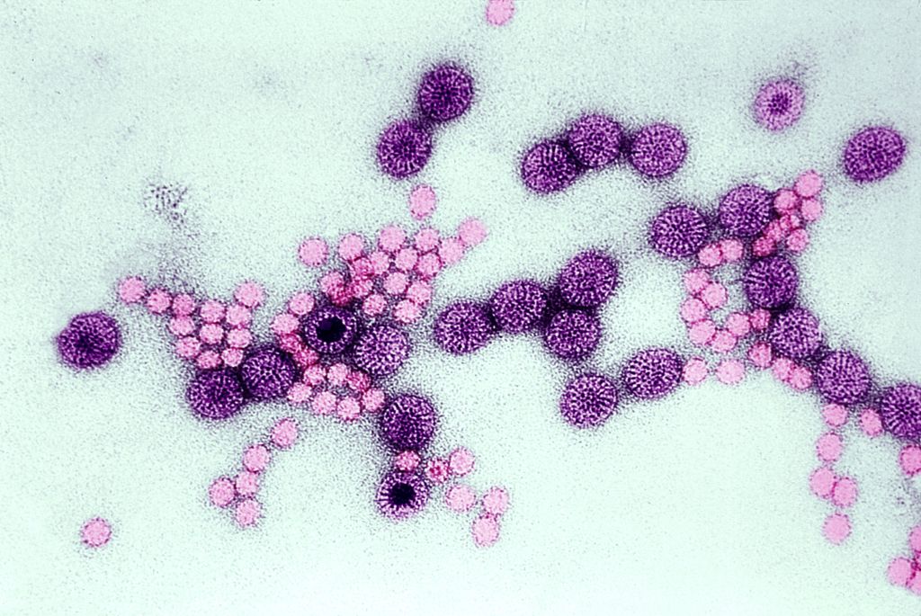Rotavirus Cases Drop Nationwide but Spike in Western US, CDC Data Shows