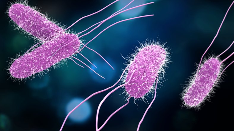 Salmonella Contamination Triggers Widespread Food Recalls This Month