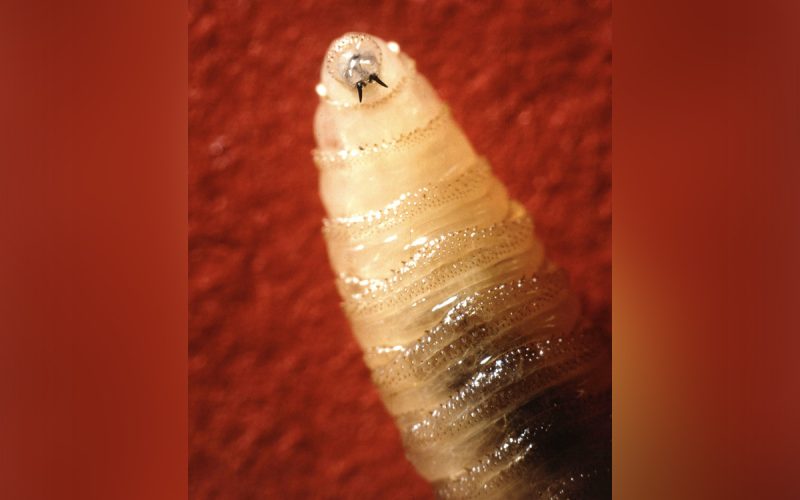 Screwworm cases climb to 45 in US, spreading beyond Texas border