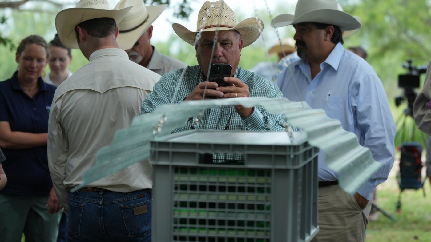 Screwworm Reemergence Exposes Gaps in US Agricultural Biosecurity