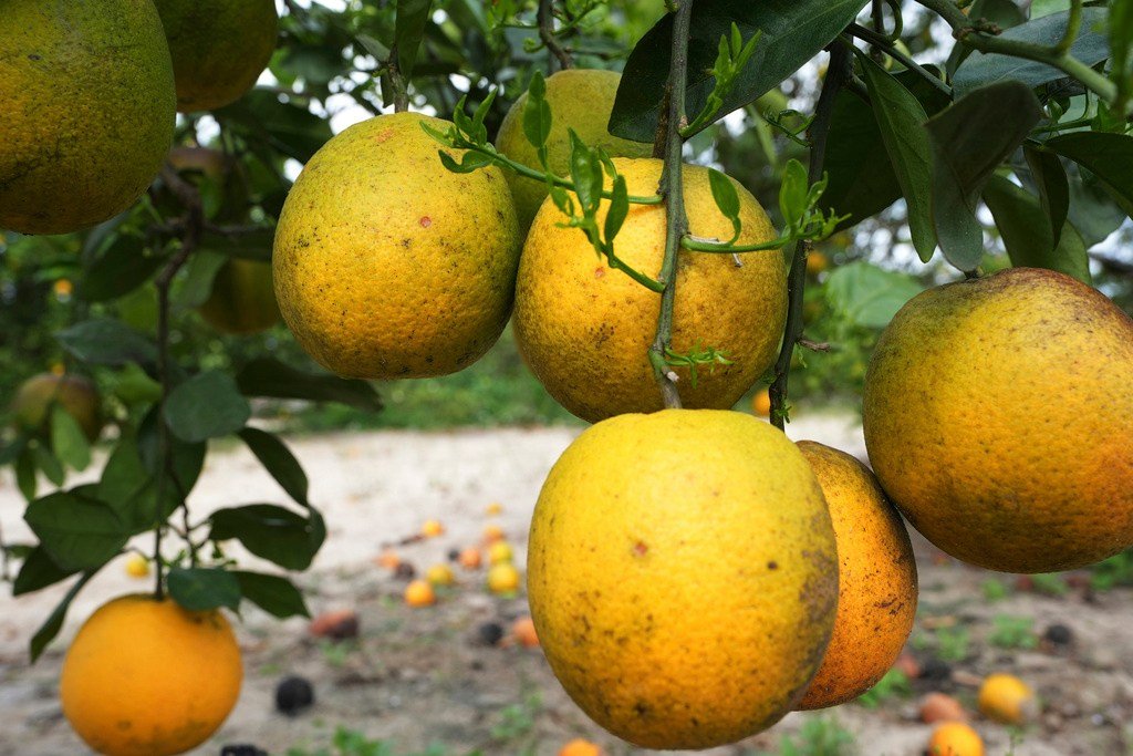 Seasonal Tariff Push Threatens North American Food Security