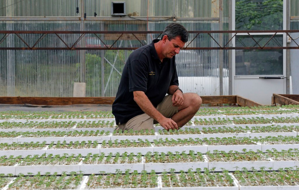 States Battle Hemp Intoxicant Loophole as Federal Fix Lags