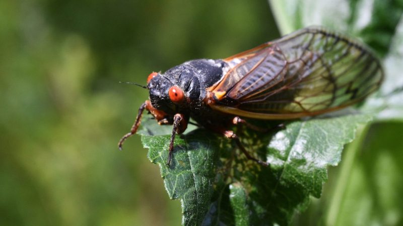 Straggler Cicadas to Emerge Off-Cycle in 2026, Offering Glimpse into Insect Mystery