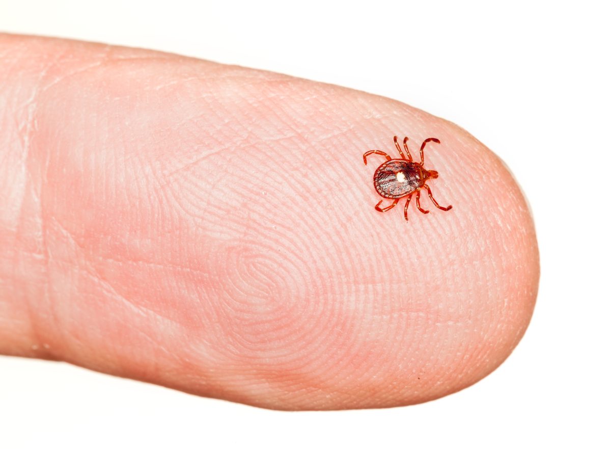 Tick Bites Surge to Decade High: CDC Data Shows Emergency Visits Spike 47%
