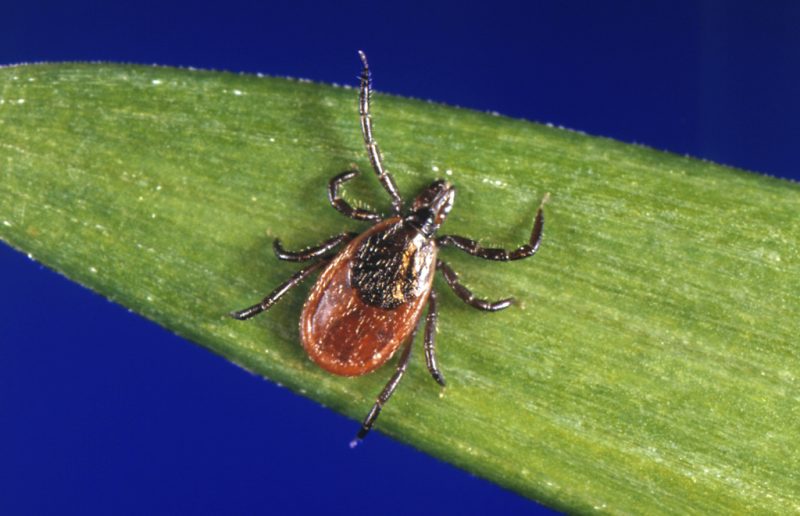 Tick Bites Surge to Decade High: CDC Data Shows Worst States