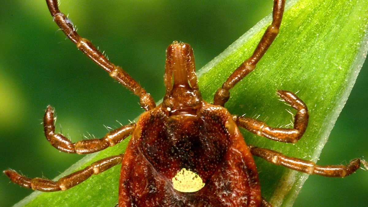Tick Surge Drives Record ER Visits; Pet Owners Warned of Lyme, Red Meat Allergy Risks