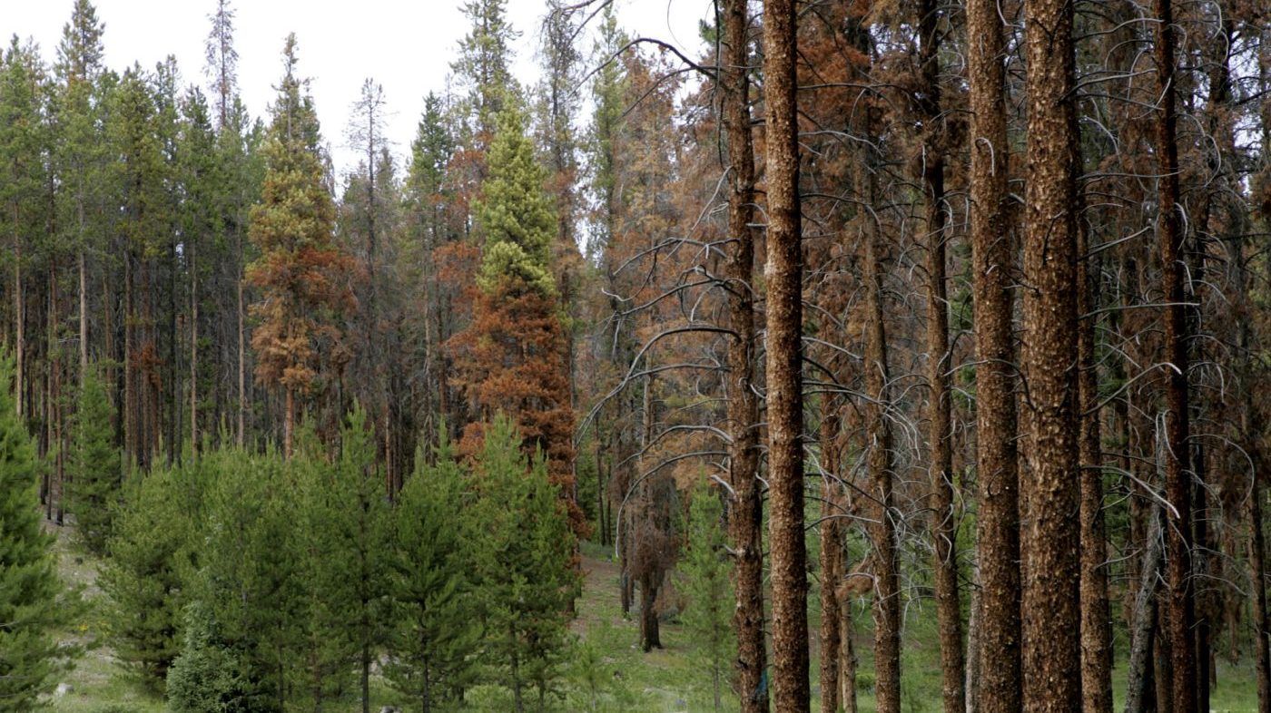 Trump administration moves to scrap roadless rule on 44 million forest acres