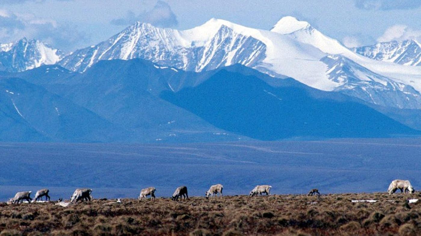 Trump Administration Sets June Auction for Arctic Refuge Drilling Rights