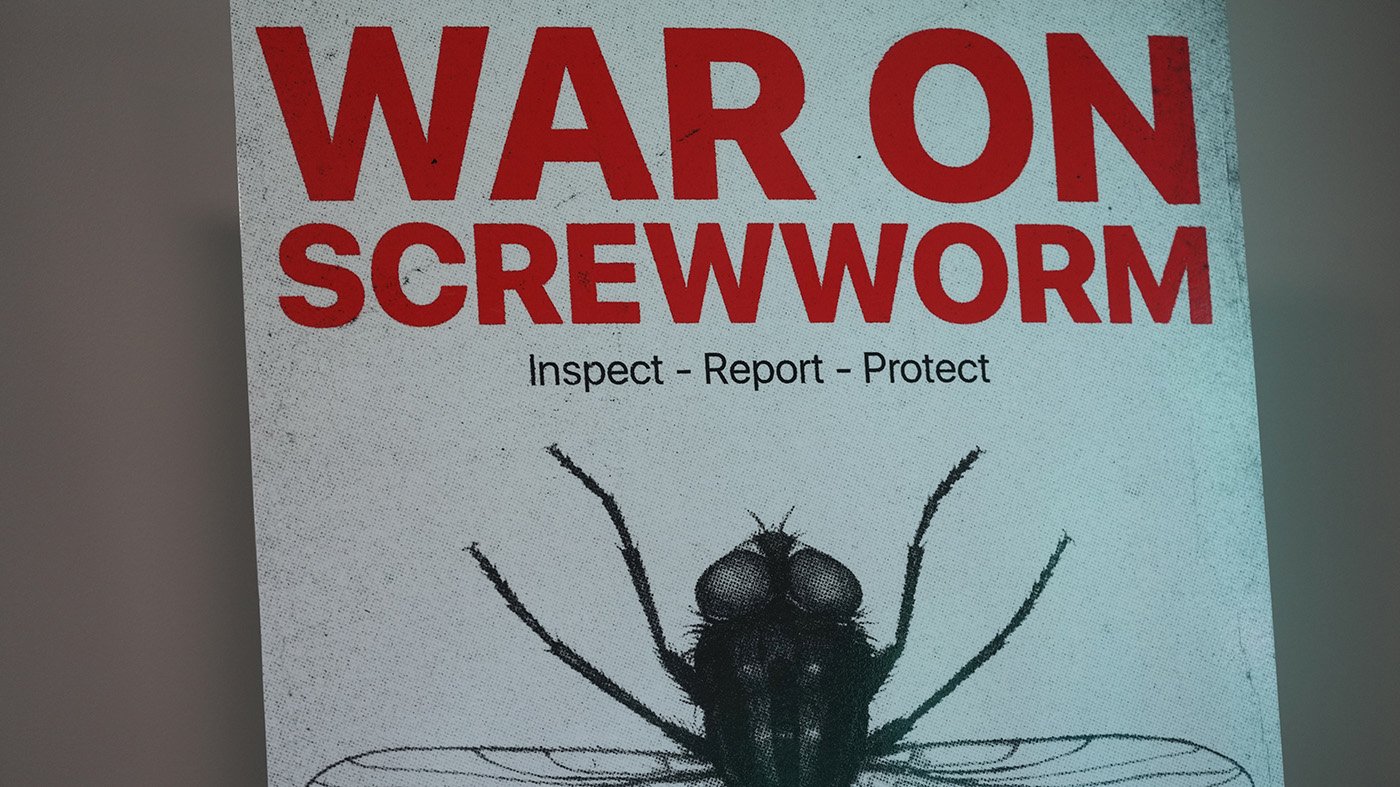Trump Officials Blame Biden for Screwworm Resurgence as Livestock Cases Emerge