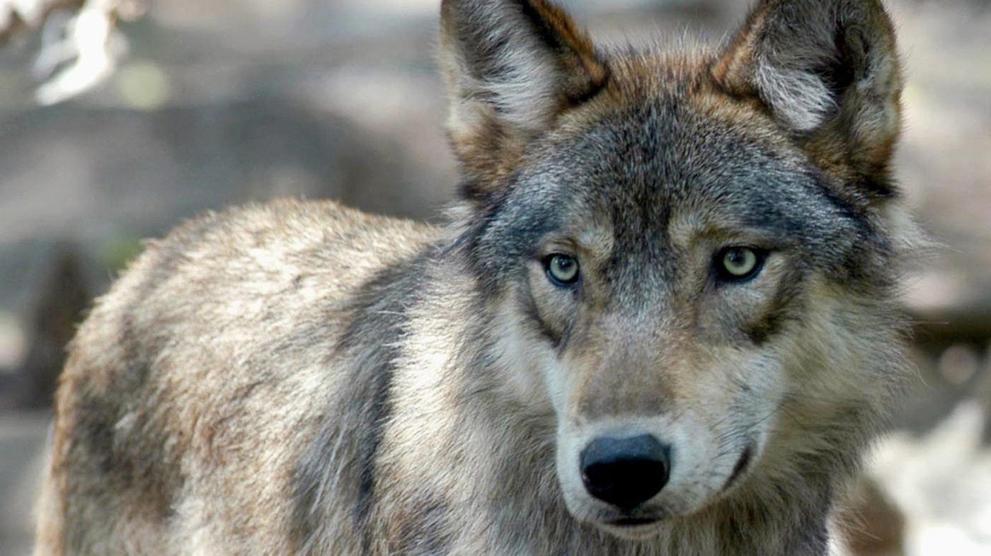 Trump orders wolf protections review, allows rancher kills