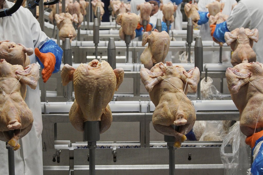 USDA Proposal to Speed Up Slaughter Lines Risks More Inhumane Killings, Critics Say