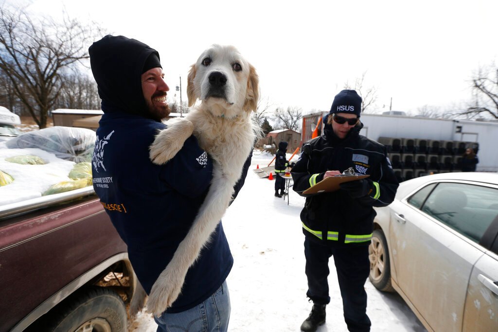 USDA's 60-Year Animal Welfare Failure: Dogs Still Suffering Under Federal Watch