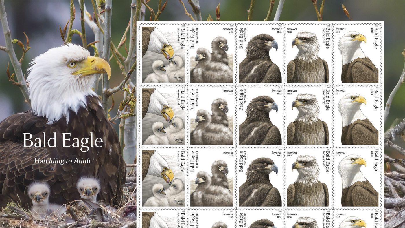 USPS Unveils Bald Eagle Stamp Series for Nation's 250th Anniversary