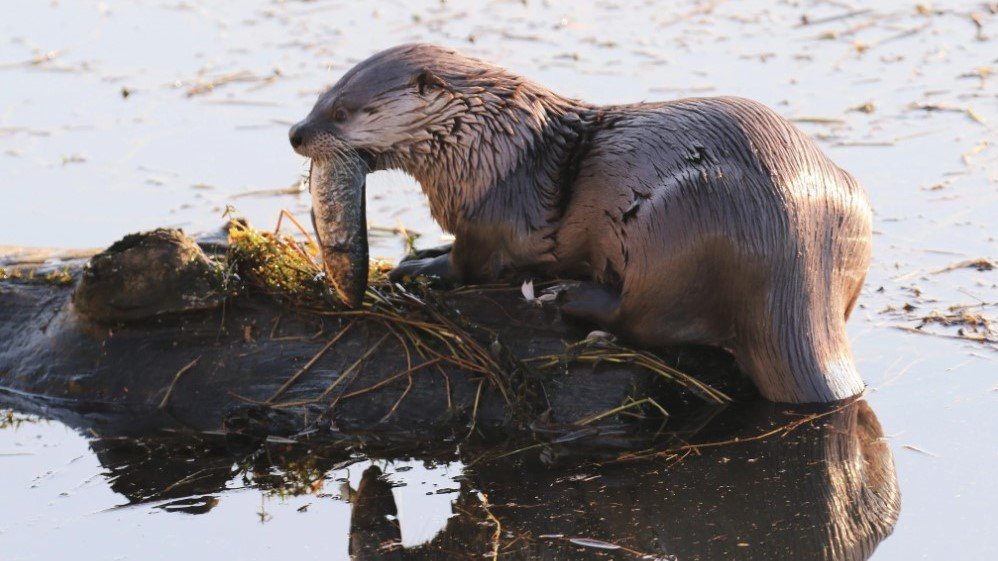 Washington State Settles Otter Attack Lawsuit for $350,000 After Toddler Injured