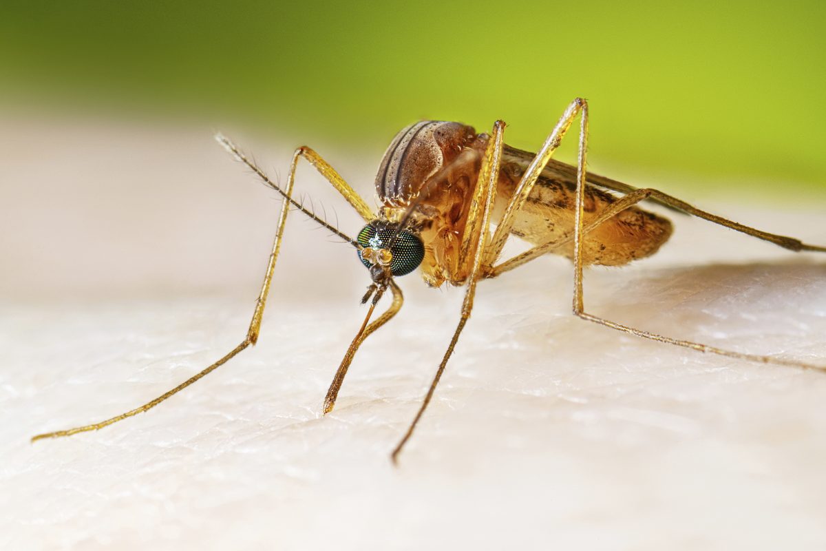 West Nile Virus Cases Surge to 22-Year High Amid CDC Warning