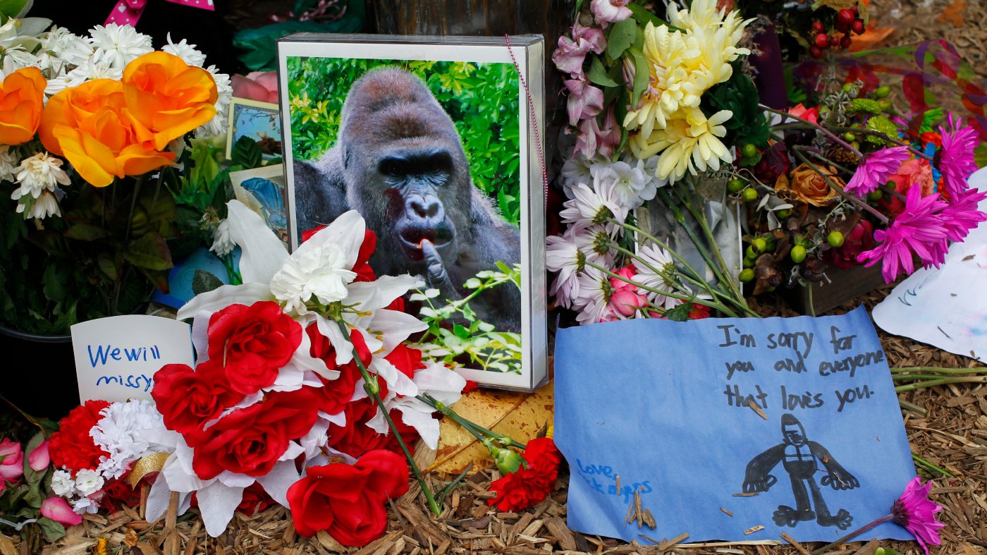 White House Marks Harambe's Birthday with Tribute, Drawing Mockery from Harris Allies