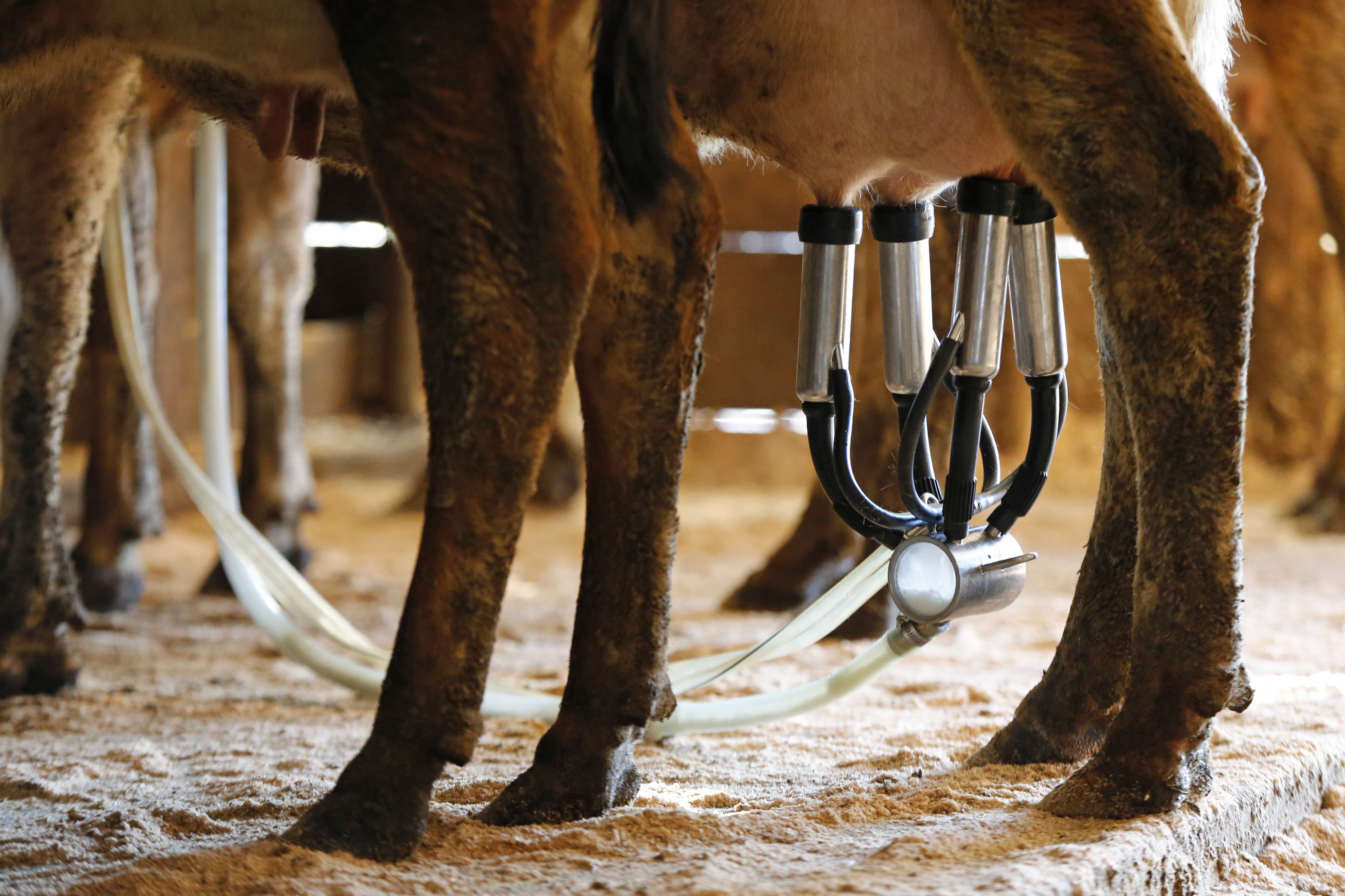 Wisconsin Dairy Farmers Sue Trump Administration Over Checkoff Fees Used for ESG Goals